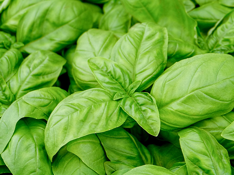 Fesleğeni Sos veya Pesto Haline Getirin