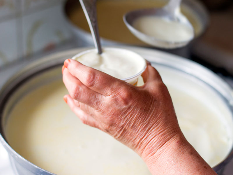 Yoğurt Mayasının Seçilmesi