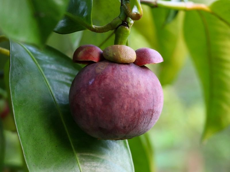 Mangosteen meyvesi