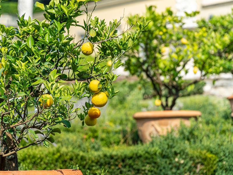 Adım Adım Evde Limon Nasıl Yetiştirilir?