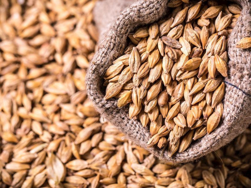 Arpa Glüten İçeriyor Mu?