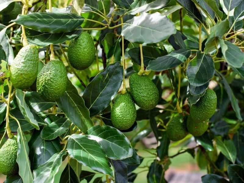 Avokado Hangi Mevsimde Yetişir?