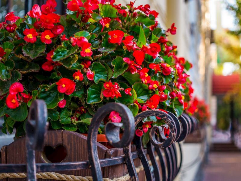 Begonya Bakımı Nasıl Yapılır?