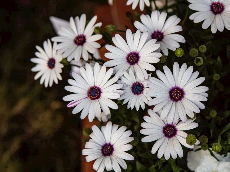 Bodrum Papatyası Bakımı Nasıl Yapılır?