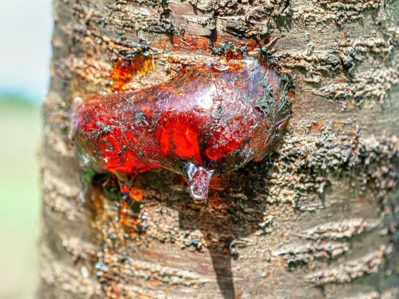 Çam Sakızı Lekesi Nasıl Çıkar?