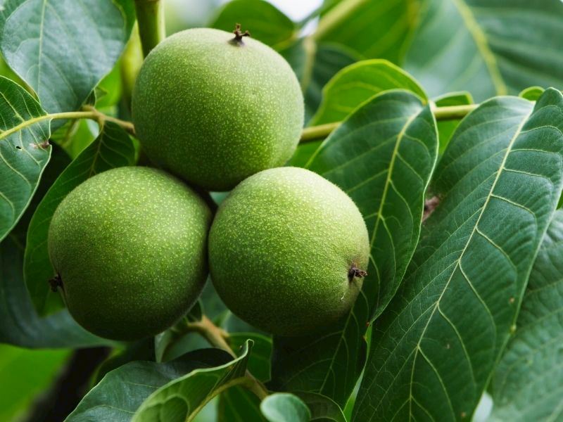 Ceviz Hangi Mevsimde Yetişir?