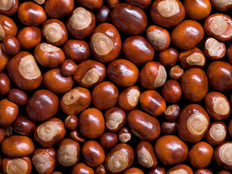Çin Kestanesi Nedir: Zehirli Kestane Nasıl Ayırt Edilir?