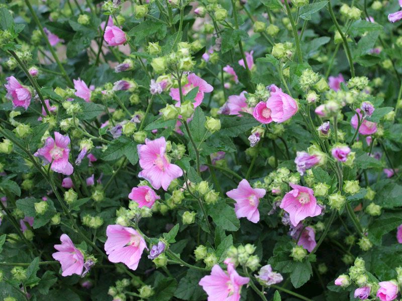 Ebegümeci Nedir, Nasıl Yenir?