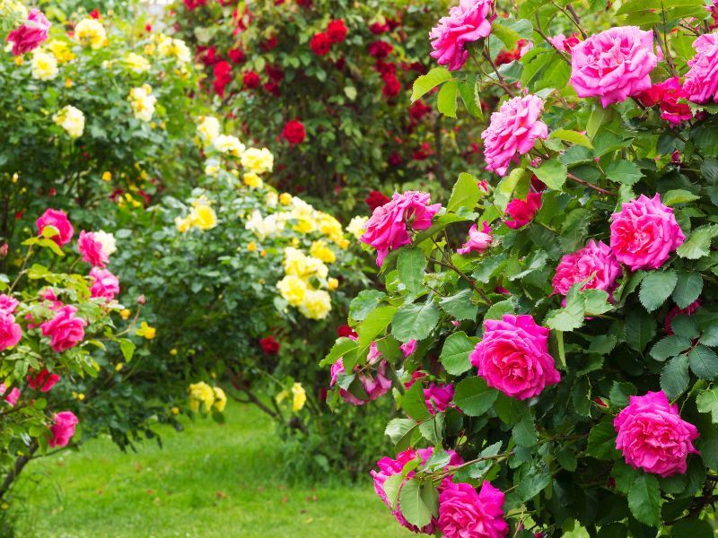 Evde Gül Nasıl Yetiştirilir?