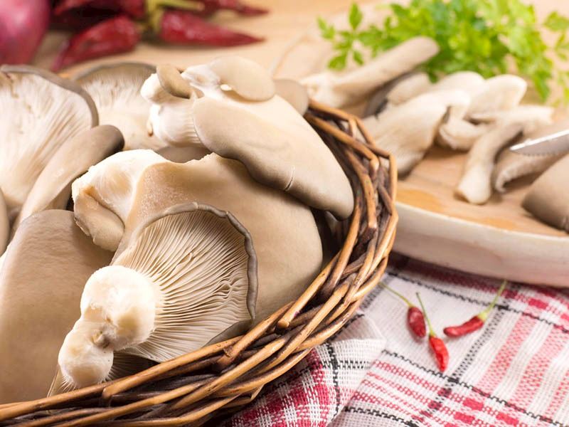 Evde İstiridye Mantarı Nasıl Yetiştirilir?