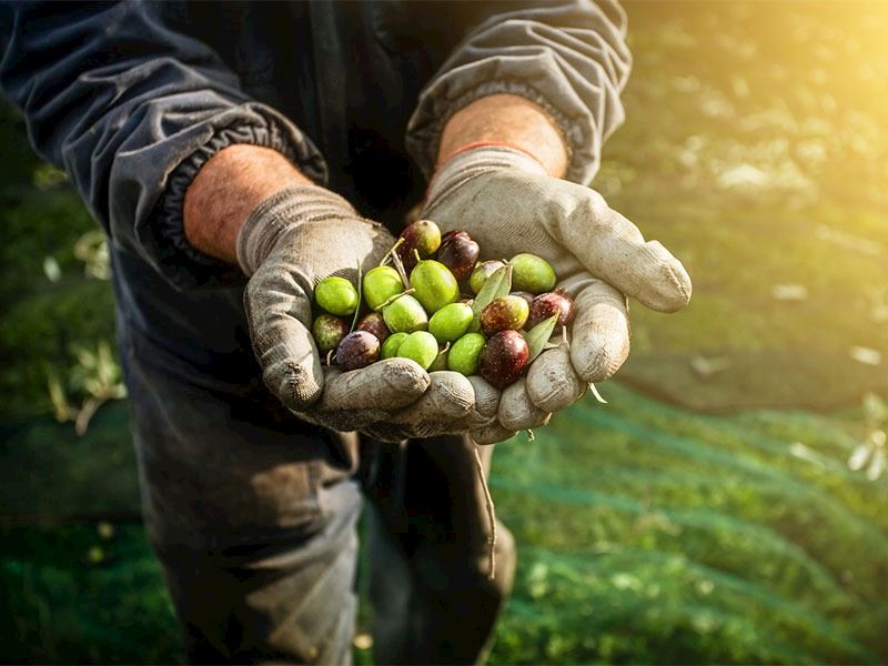 Evde Zeytin Nasıl Yapılır? En Basit Yöntemlerle Zeytin Yapımı