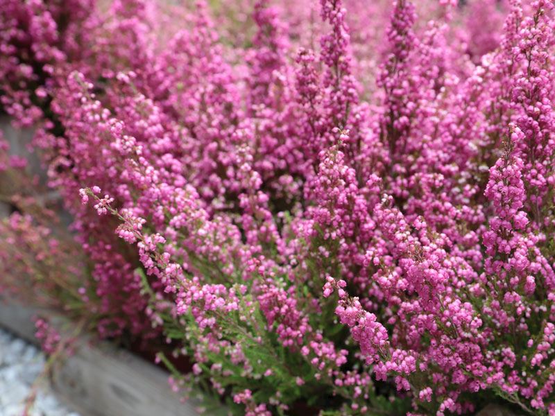 Funda Yaprağı Faydaları Nelerdir?