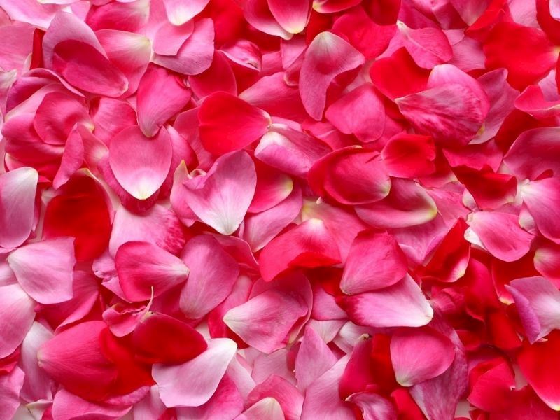 Gül Yaprakları Nasıl Kullanılır?