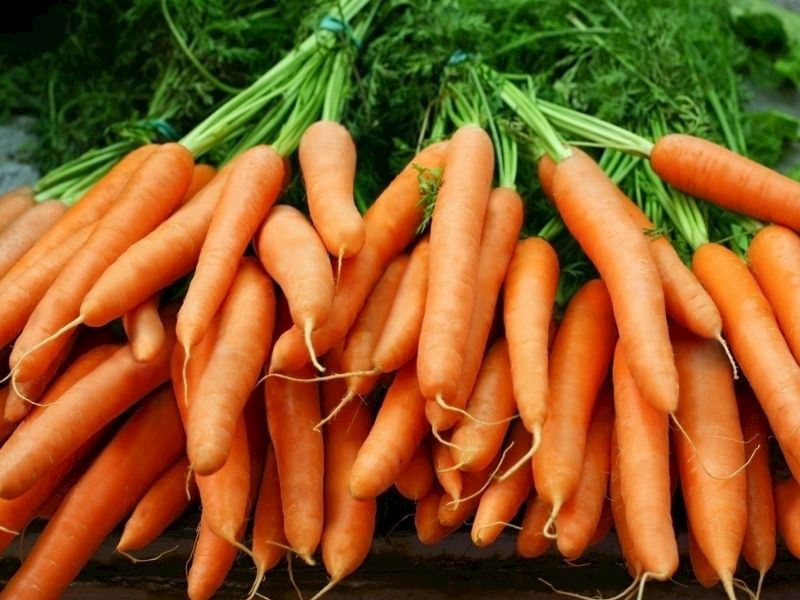 Havuç Hangi Mevsimde Yetişir?