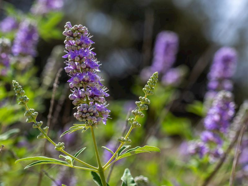 Hayıt Tohumunun Faydaları Nelerdir?