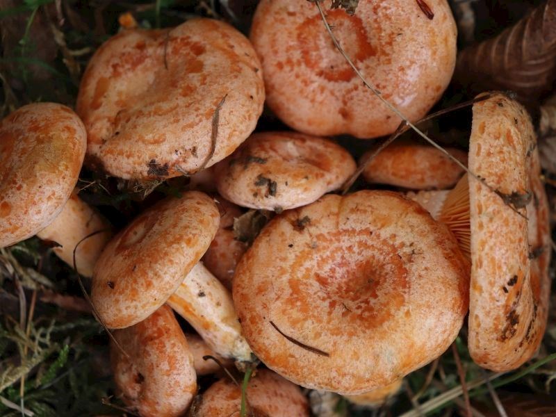 Kanlıca Mantarı Turşusu Nasıl Yapılır? 