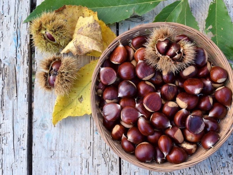 Kestane Nasıl Saklanır: Kestane Saklama Yöntemleri