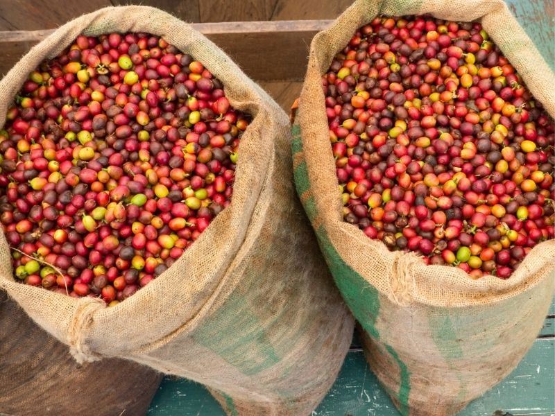 Kona Kahvesi Nedir, Nasıl Yapılır?