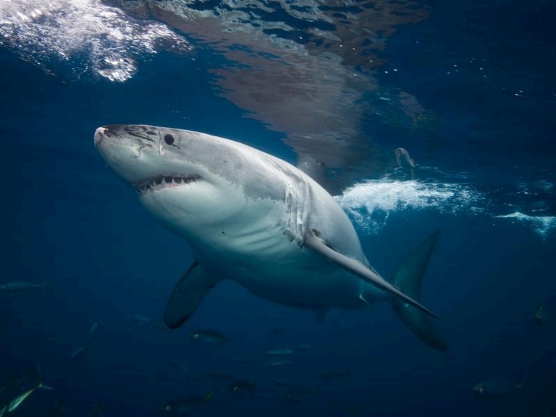 Köpek Balığı Yenir Mi?