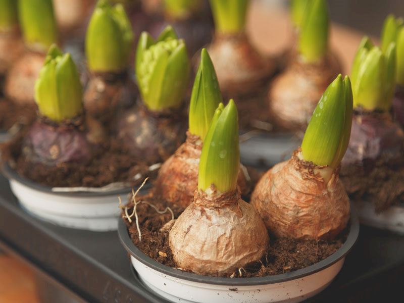 Lale Soğanı Nasıl Saklanır?