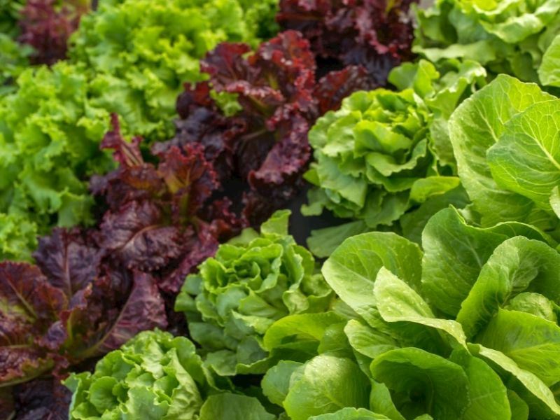 Marulun Faydaları Nelerdir, Nasıl Tüketilir?