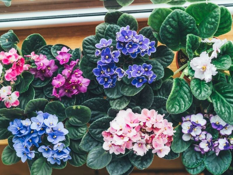 Menekşe Bakımı: Menekşe Nasıl Yetiştirilir?