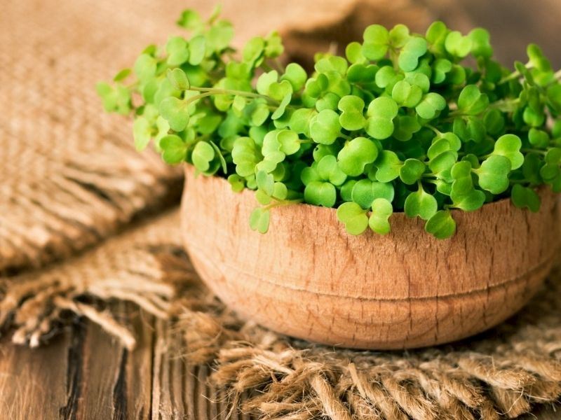 Mikro Filizler Nedir, Nasıl Yetiştirilir?