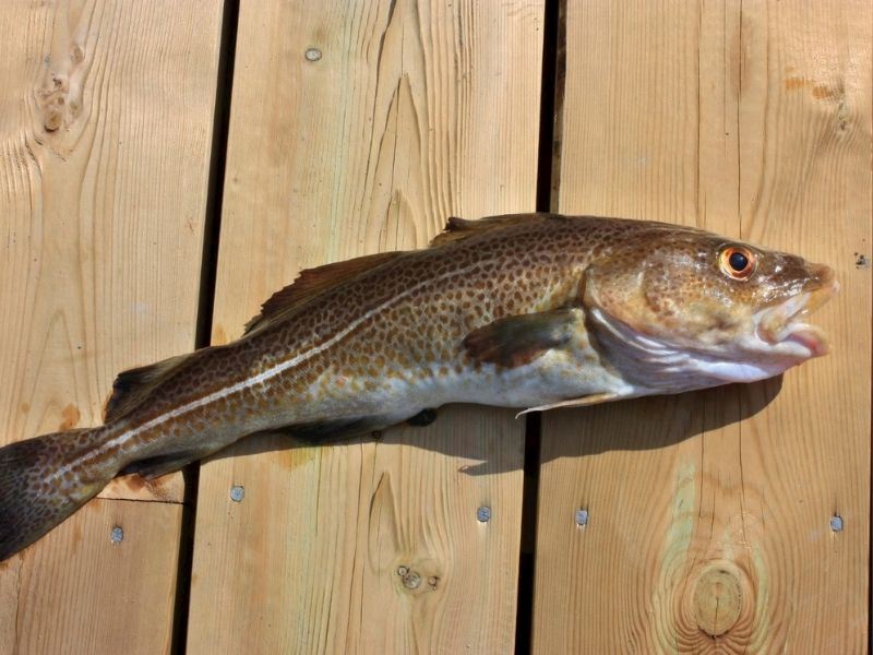 Morina Balığı Nasıl Pişirilir?