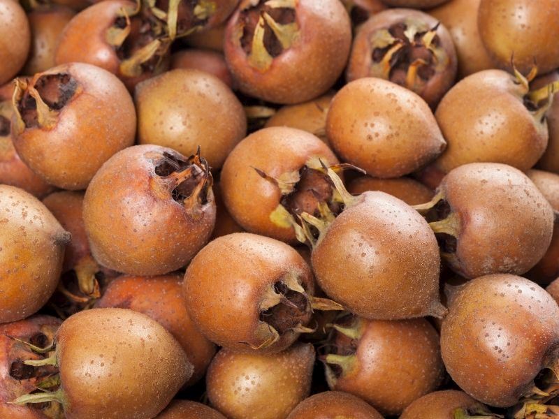 Muşmula Nasıl Olgunlaşır? 