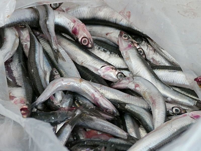Parçalamadan Hamsi Kılçığı Nasıl Ayıklanır?