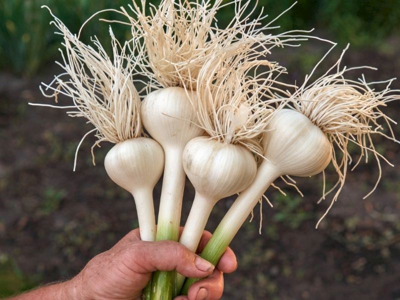 Saksıda Sarımsak Nasıl Yetiştirilir?