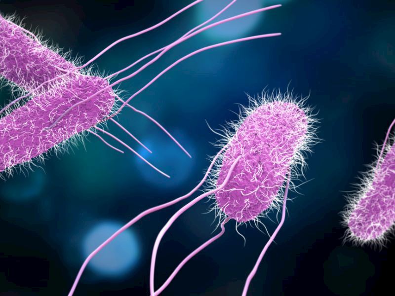 Salmonella Bakterisi Nedir, Nasıl Bulaşır?