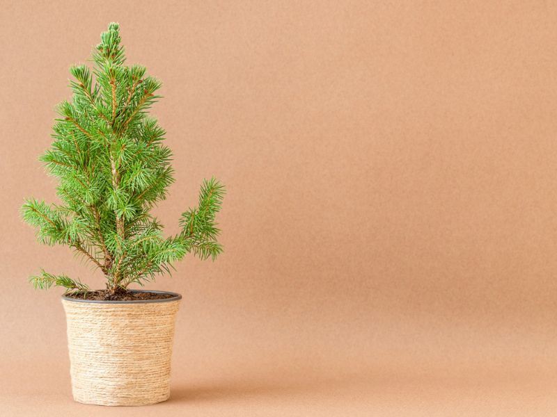 Salon Çamı Bakımı Nasıl Yapılır?