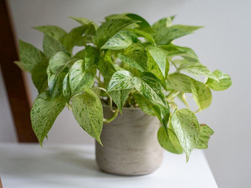 Salon Sarmaşığı (Pothos) Bakımı Nasıl Yapılır?