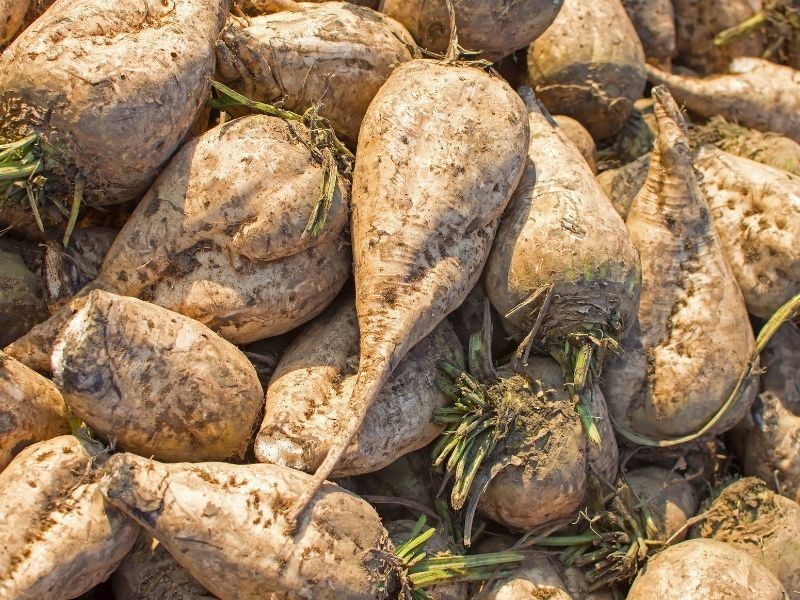 Şeker Pancarı Pişirmenin En Kolay Yöntemi
