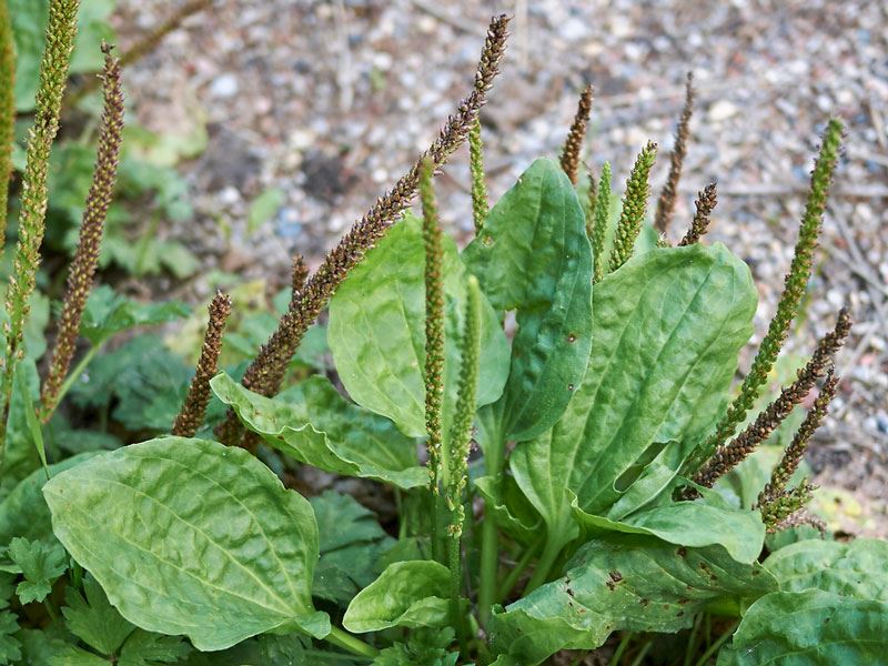 Sinir Otunun Faydaları Nelerdir?
