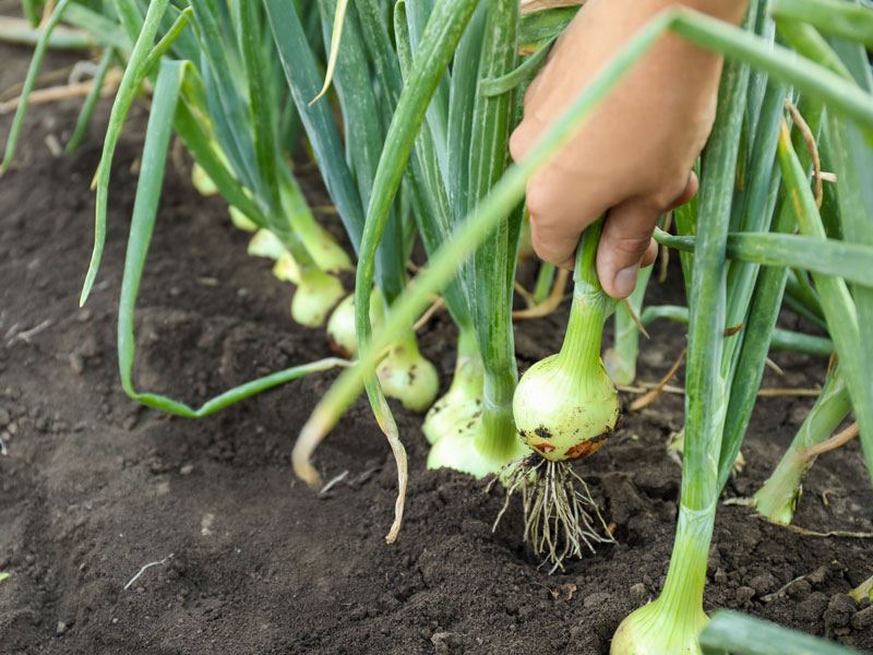 Soğan Nasıl Hasat Edilir?
