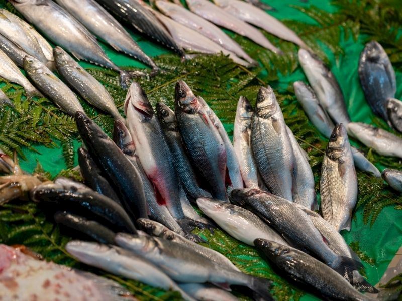 Uskumrunun Büyüğüne Ne Denir?