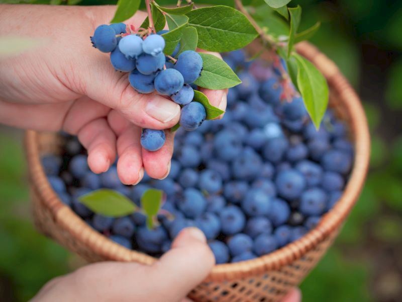 Yaban Mersini Nasıl Yetiştirilir?