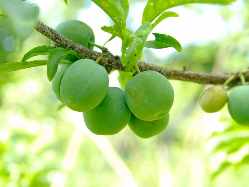 Yeşil Erik Hangi Mevsimde Yetişir?